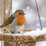 On parle souvent de nichoirs, mais rarement de cet aliment clé pour la survie des oiseaux en hiver