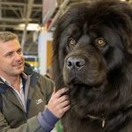 Salon de l'Agriculture : un Dogue du Tibet mayennais, champion de France, vise le Concours général agricole