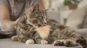 chat qui se lèche beaucoup